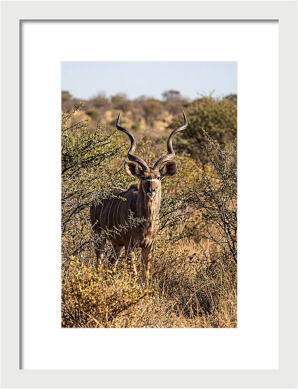African Kudu In Bushveld Serenity