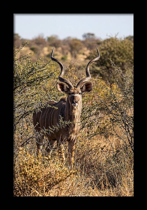 African Kudu In Bushveld Serenity