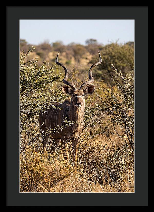 African Kudu In Bushveld Serenity