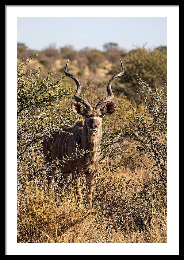African Kudu In Bushveld Serenity