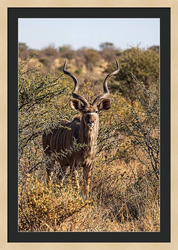 African Kudu In Bushveld Serenity