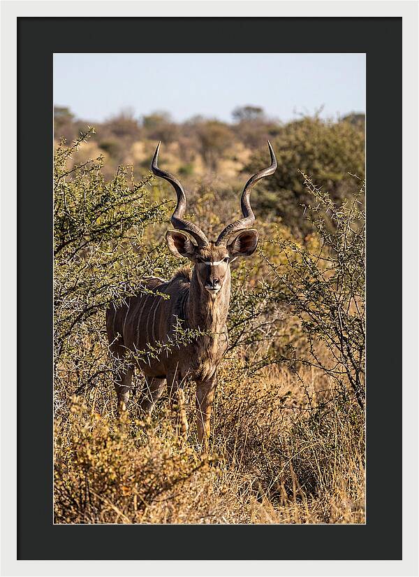 African Kudu In Bushveld Serenity
