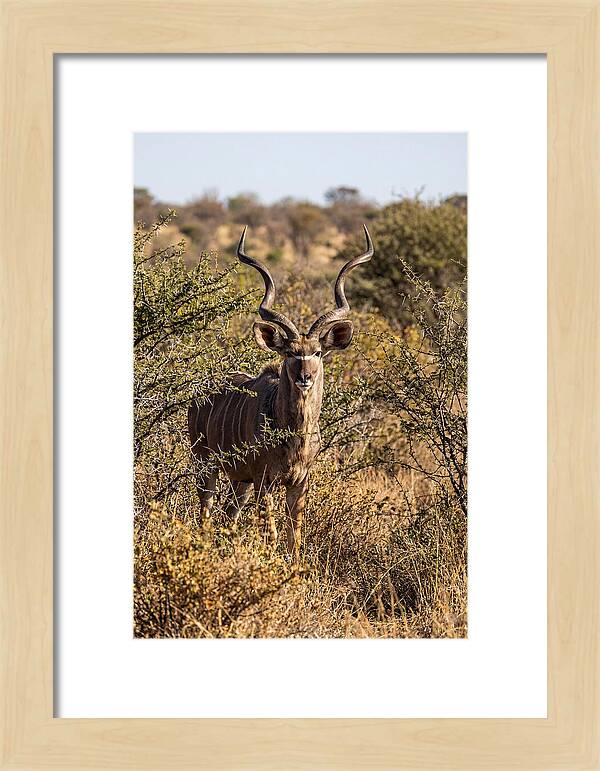 African Kudu In Bushveld Serenity