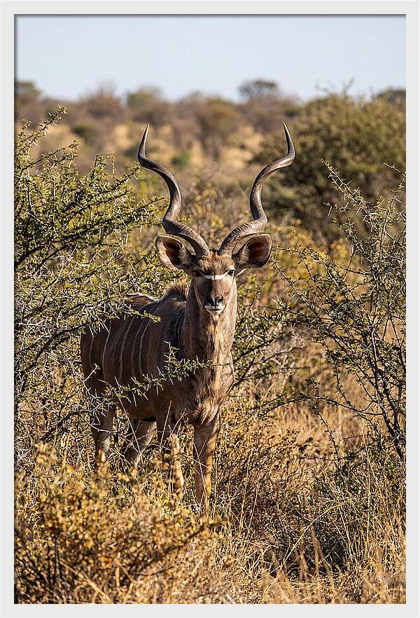 African Kudu In Bushveld Serenity