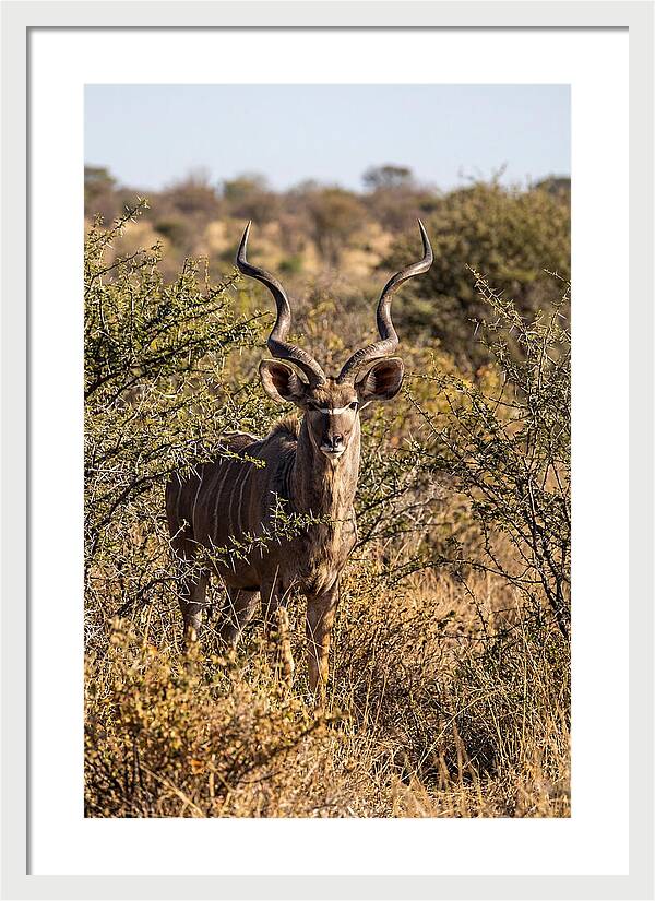 African Kudu In Bushveld Serenity