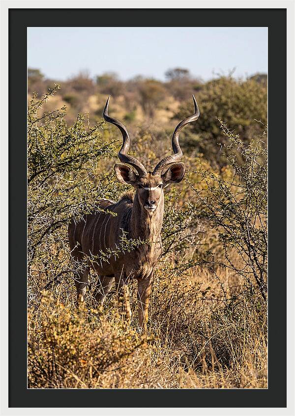 African Kudu In Bushveld Serenity