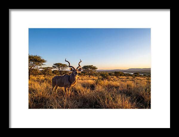 African Kudu Majestic Stance