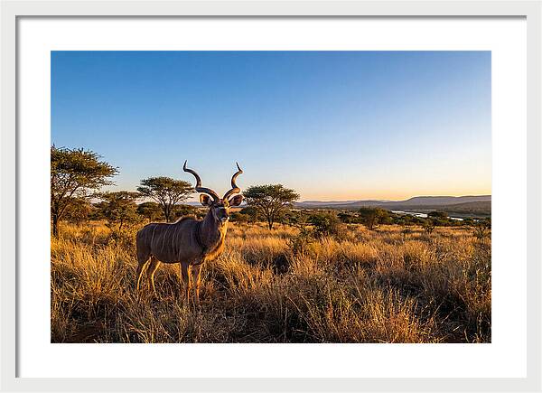 African Kudu Majestic Stance