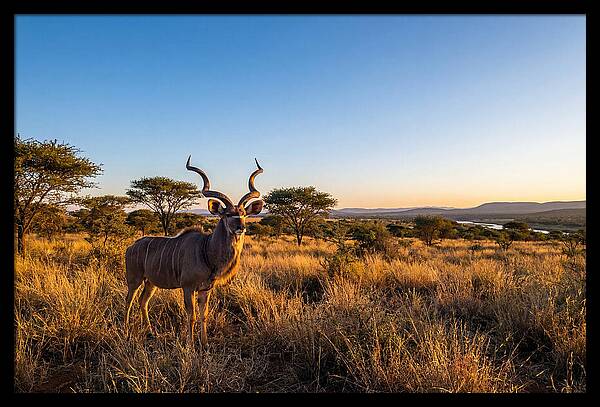 African Kudu Majestic Stance