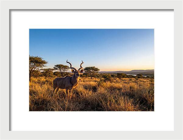 African Kudu Majestic Stance