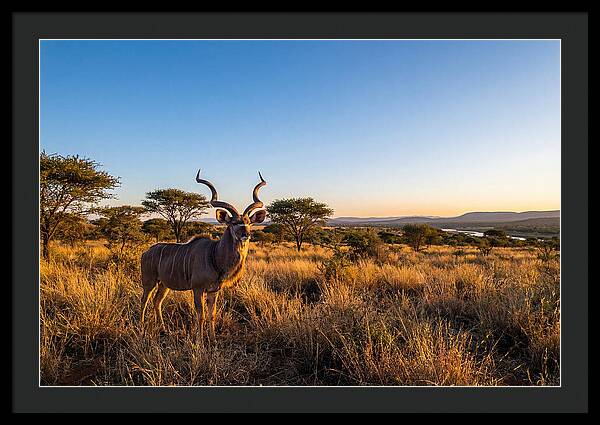 African Kudu Majestic Stance