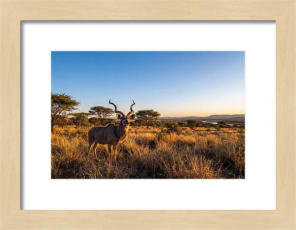 African Kudu Majestic Stance