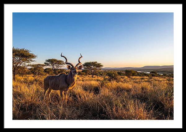 African Kudu Majestic Stance