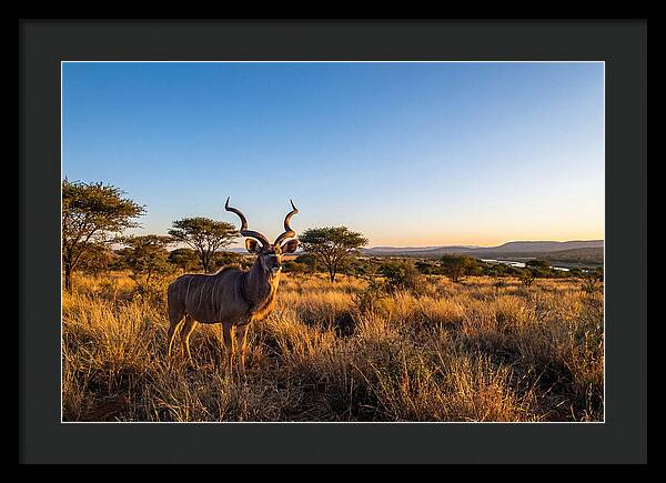 African Kudu Majestic Stance
