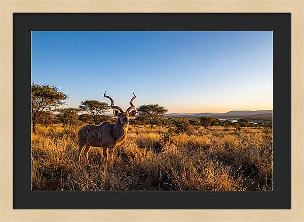 African Kudu Majestic Stance