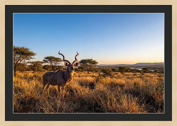 African Kudu Majestic Stance