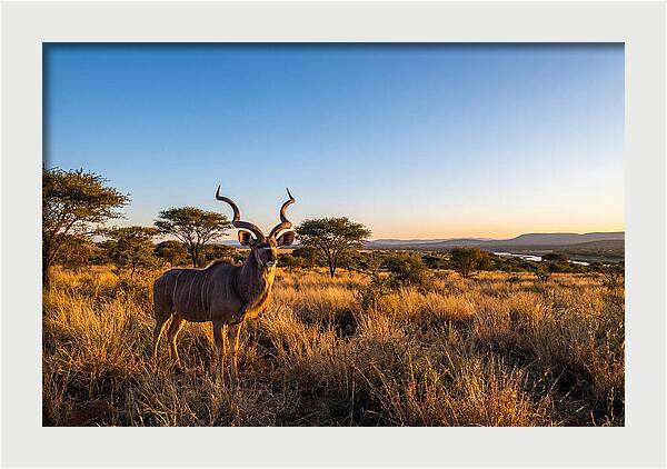 African Kudu Majestic Stance