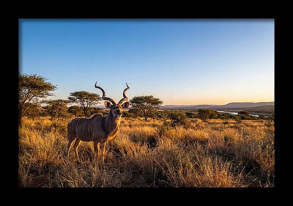 African Kudu Majestic Stance
