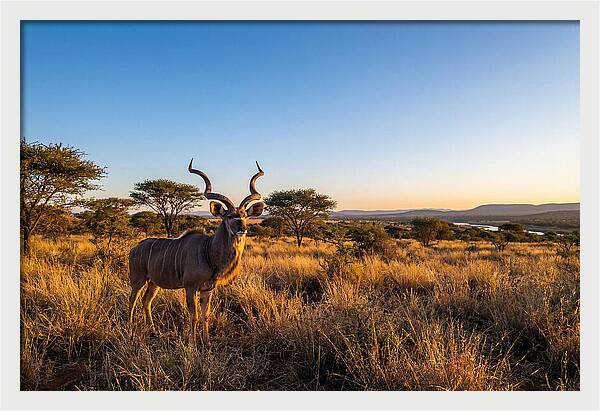 African Kudu Majestic Stance