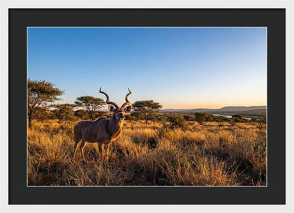 African Kudu Majestic Stance