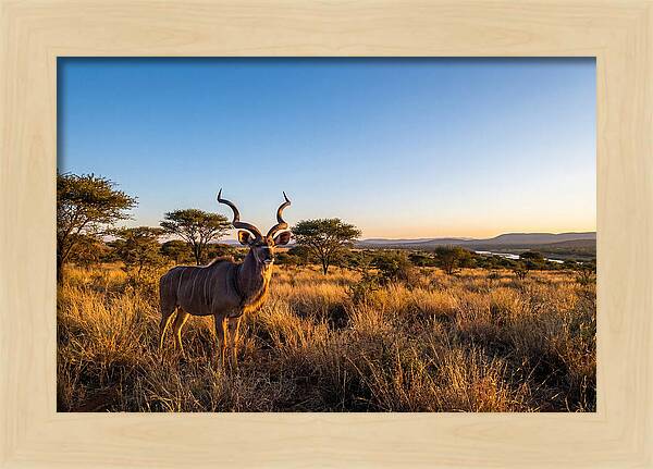 African Kudu Majestic Stance
