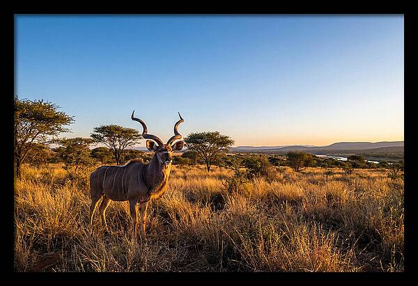 African Kudu Majestic Stance