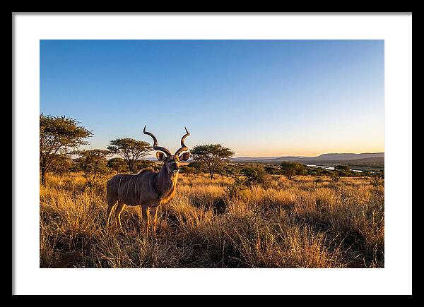 African Kudu Majestic Stance