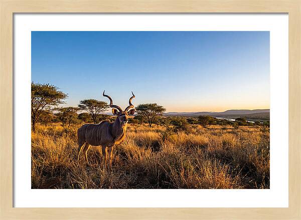 African Kudu Majestic Stance