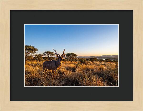 African Kudu Majestic Stance