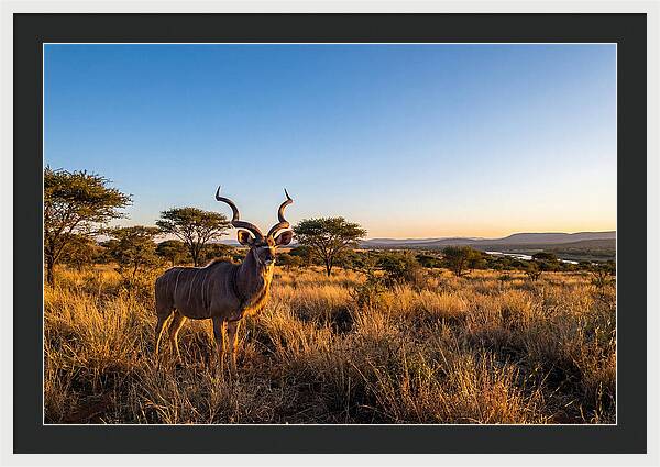 African Kudu Majestic Stance