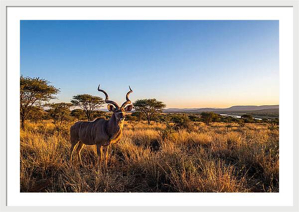 African Kudu Majestic Stance