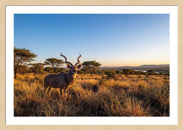 African Kudu Majestic Stance