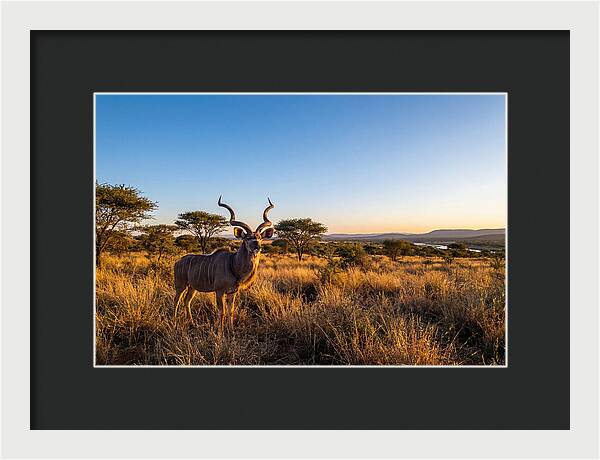 African Kudu Majestic Stance