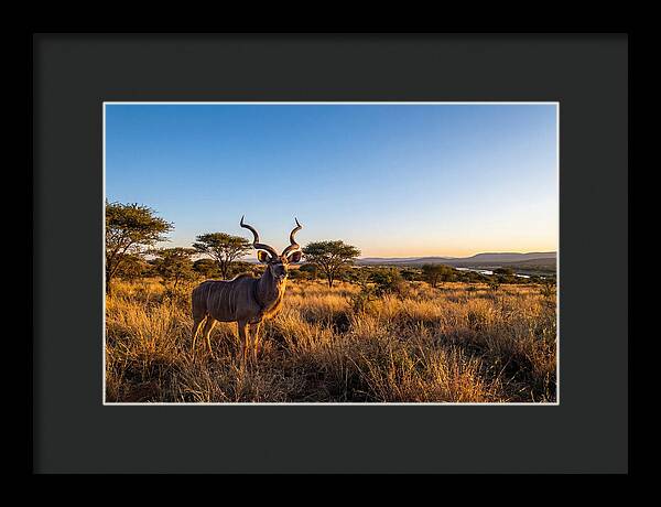African Kudu Majestic Stance