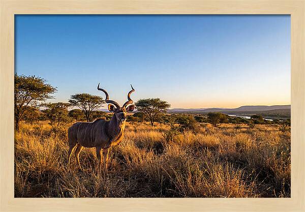 African Kudu Majestic Stance