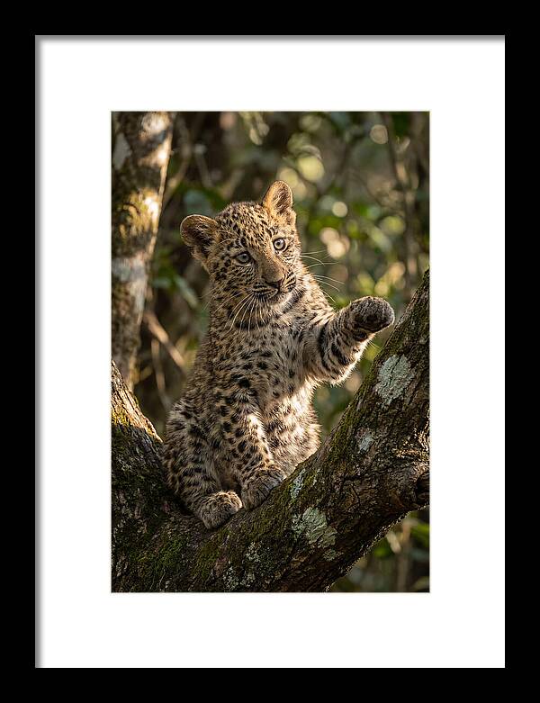African Leopard Cub In Tree