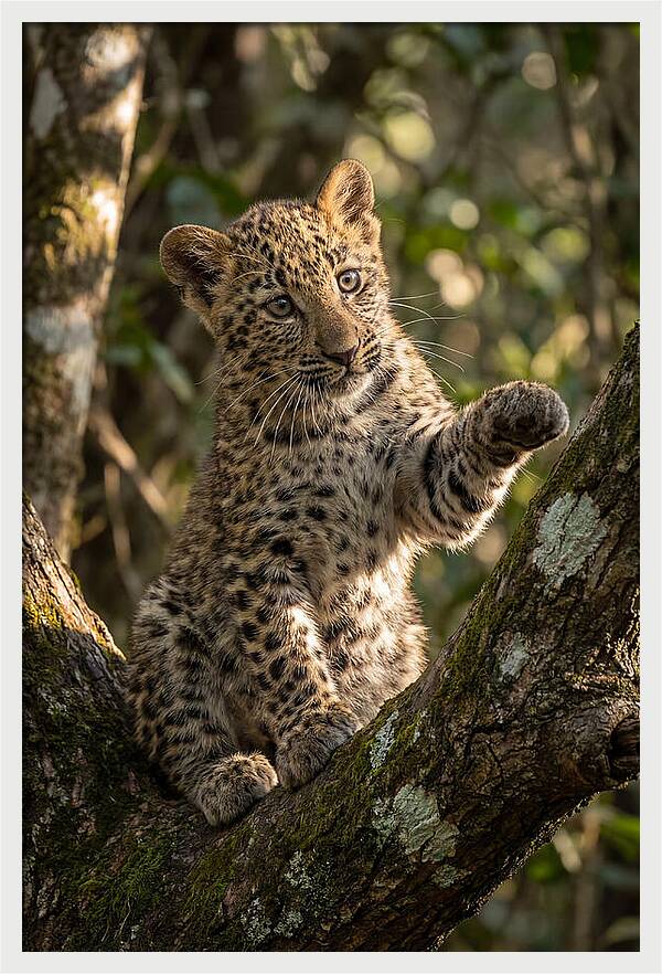 African Leopard Cub In Tree
