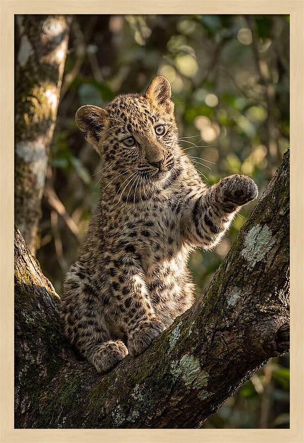 African Leopard Cub In Tree