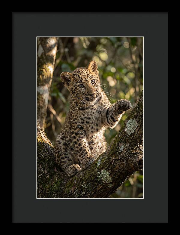 African Leopard Cub In Tree