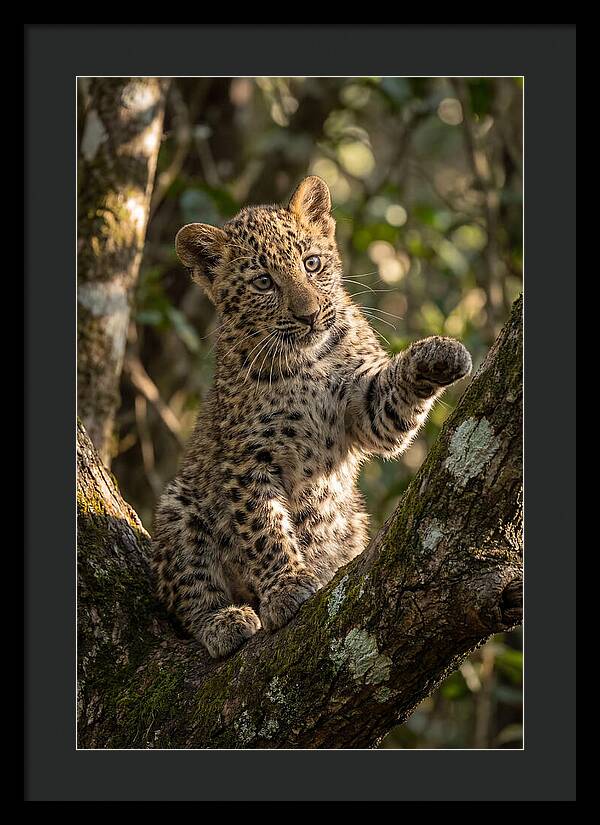 African Leopard Cub In Tree