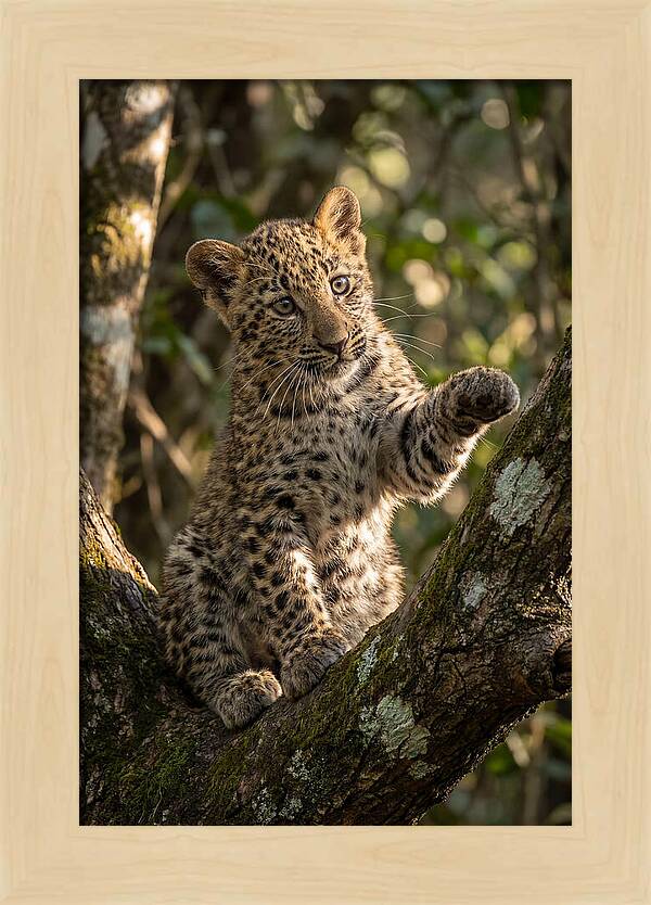 African Leopard Cub In Tree