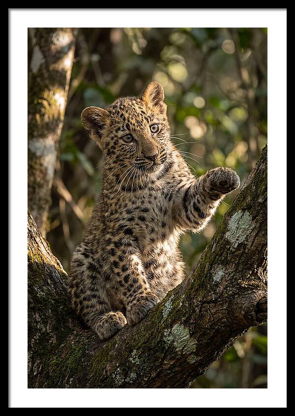 Cub Art
