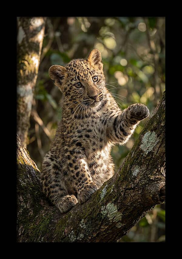 African Leopard Cub In Tree