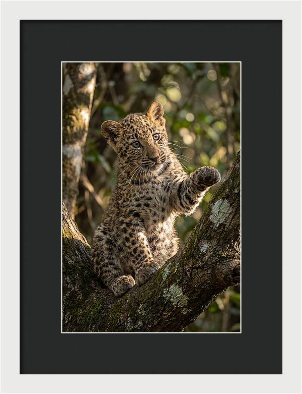 African Leopard Cub In Tree