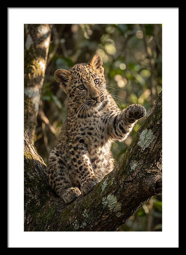 African Leopard Cub In Tree