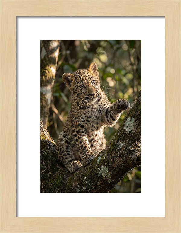 African Leopard Cub In Tree