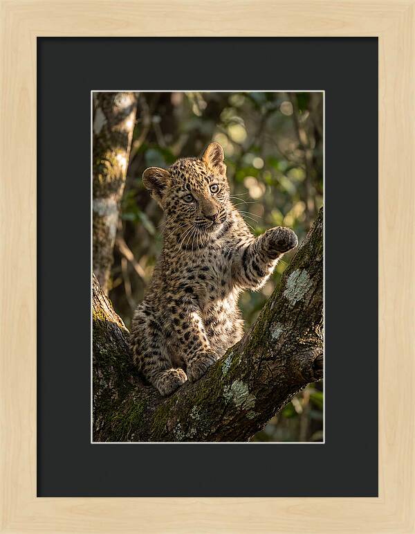 African Leopard Cub In Tree