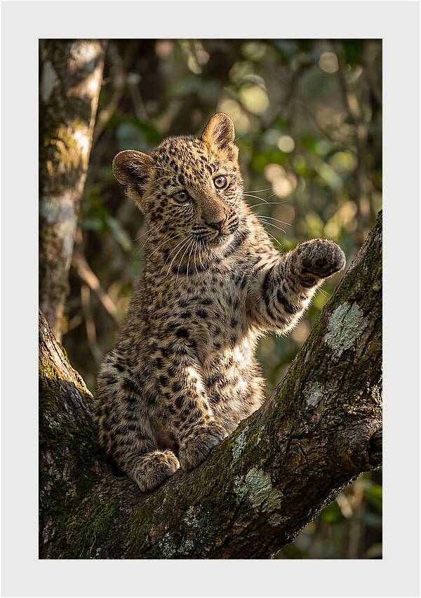 African Leopard Cub In Tree