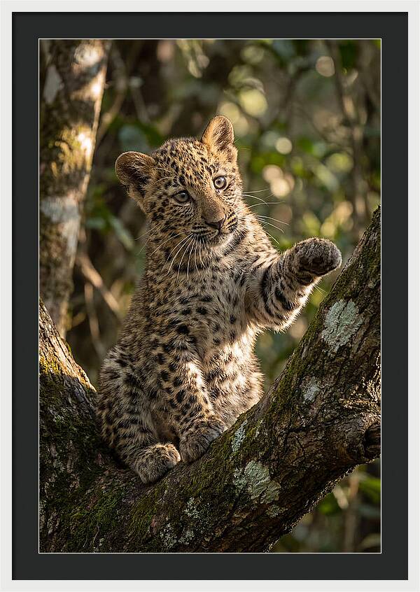 African Leopard Cub In Tree
