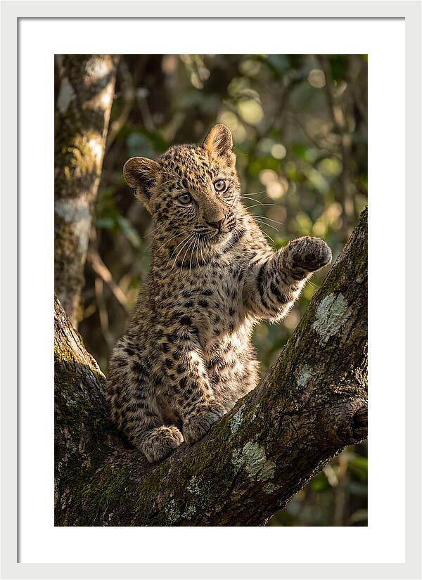 African Leopard Cub In Tree